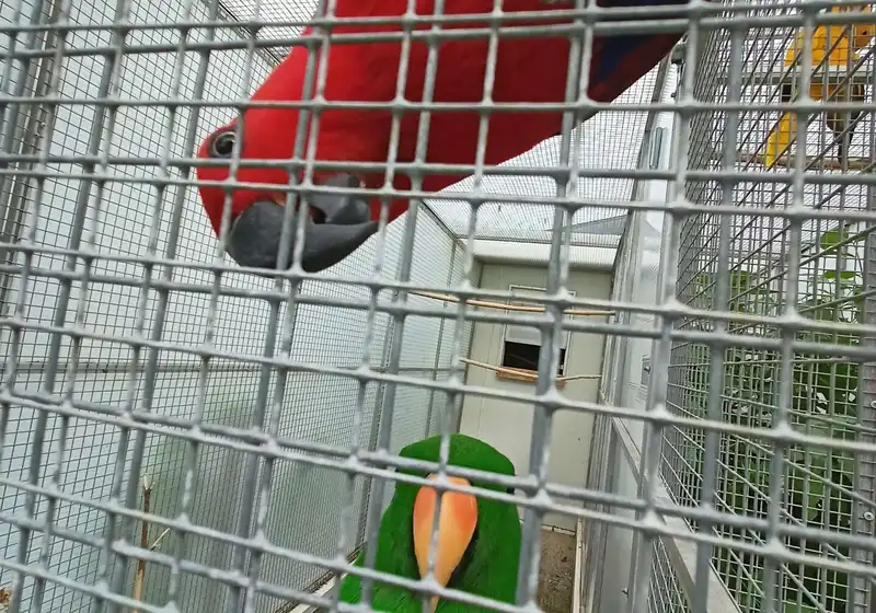 ptaci